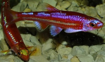 notropis chrosomus1